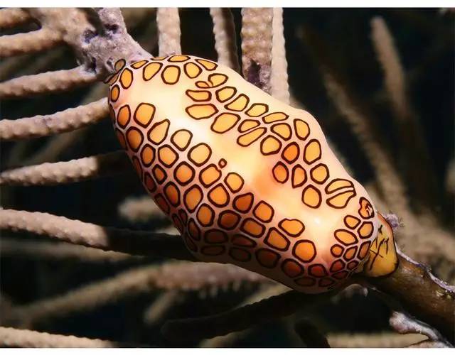 这些独特的海洋生物，你认识几种？