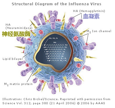 病毒的奋斗——禽流感是怎么来的？