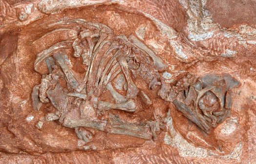 大椎龙胚胎化石(来源:罗伯特利兹robert rei)