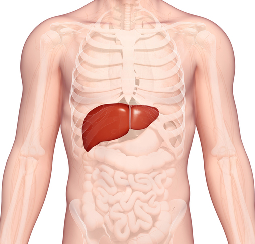 肝脏在人体中的位置