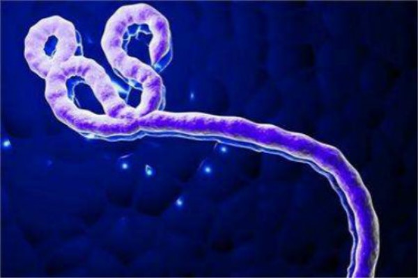埃博拉病毒关键蛋白合成机制揭示