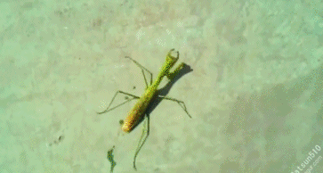 铁线虫入侵螳螂