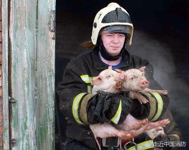 俄罗斯一养猪场发生大火 消防员救出近150头猪