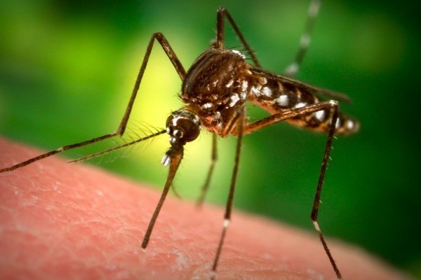 为了灭蚊，谷歌的兄弟公司打算释放2000万只蚊子