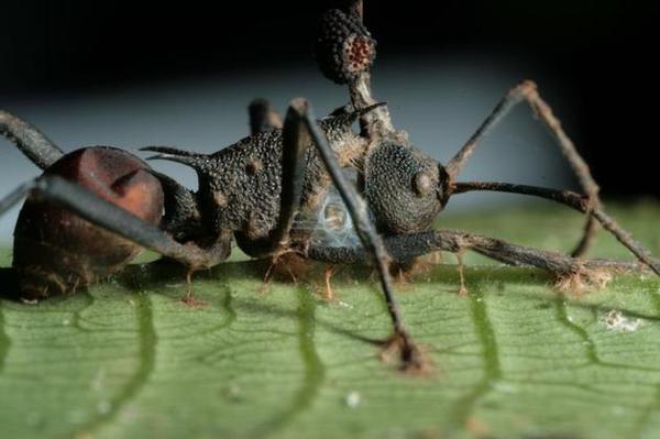 看似活着的蚂蚁可能早都死了