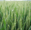 小麦4.jpg