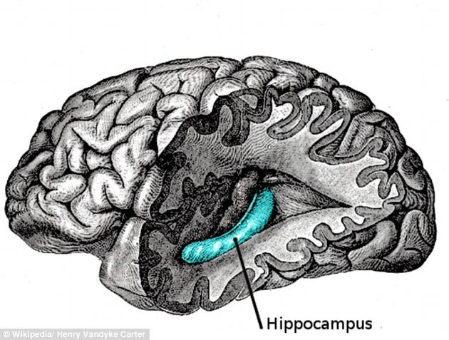 海马体是大脑中负责记忆的区域，它利用神经元来感受空间。如果神经元被依次排开放在一架飞机中，它们的活动将被局限在一个特定的点上。