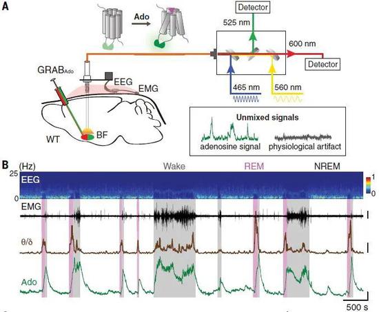 利用遗传编码的腺苷探针，可以观察到在不同睡眠状态时基底前脑区的胞外腺苷浓度有快速的变化