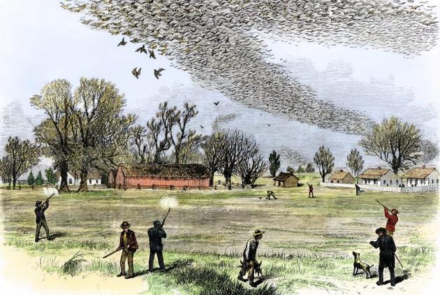 这张插画描绘了欧洲人射杀大群旅鸽的场景。插画作者史密斯·本尼特（Smith Bennett）