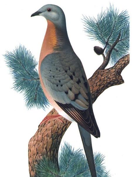 旅鸽曾经是北美大陆数量最多的鸟类。插画作者K。 Hayashi
