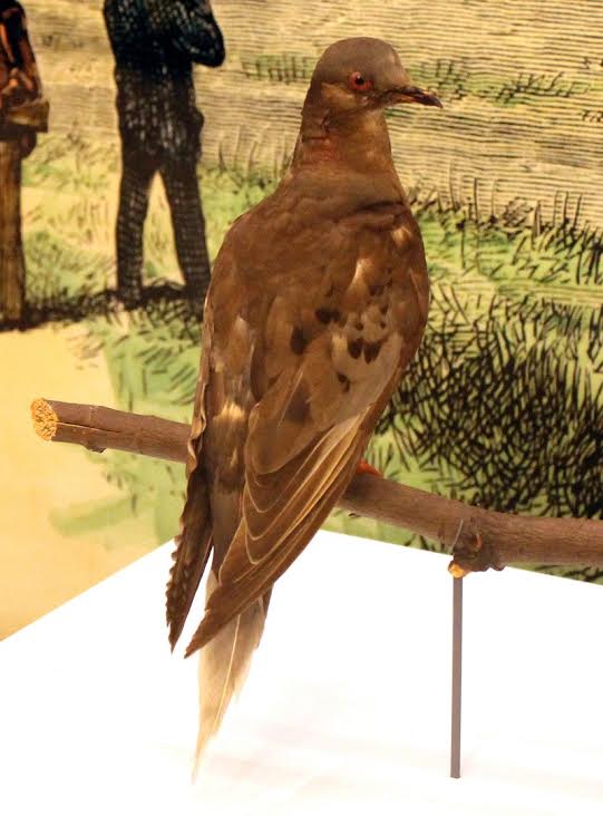 1914年，最后一只旅鸽“玛莎”（Martha）在辛辛那提动物园死去