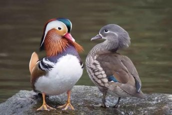 据目前所知，包括鸳鸯在内的大部分鸭类的性爱充满了暴力和强迫。