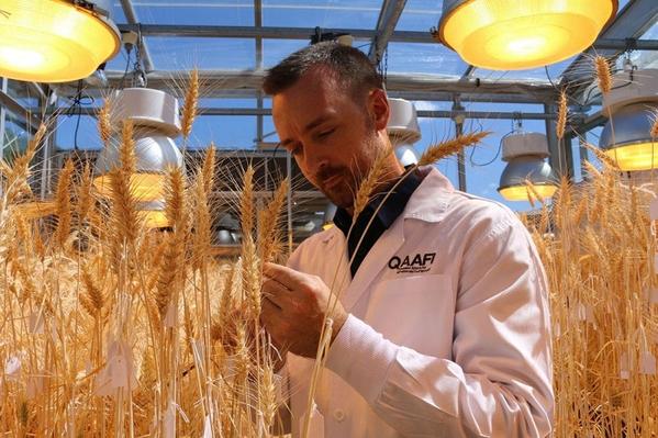 受NASA启发，科学家找到了将小麦产量提高三倍的办法