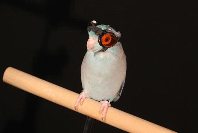 神奇动物在哪里 勇敢鸟戴眼镜做实验