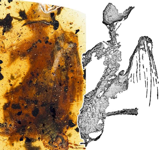 “煎饼鸟”标本与微CT图像对比  邢立达 供图