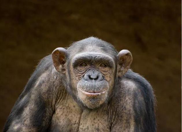 人类从猿猴演化而来是流传很广的误解。事实上，人类和猿猴都演化自一个共同祖先，而且都还在不断发生着演化