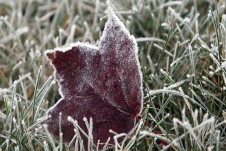 图2 - 自然界中的霜（图片来源：www.citynews.ca）