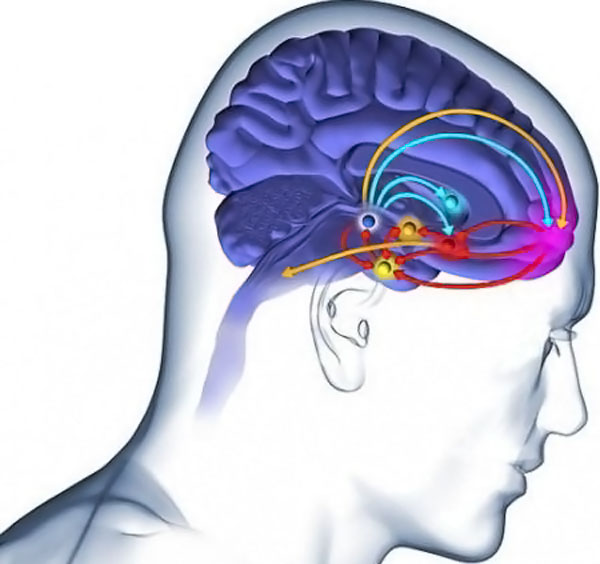 多巴胺是大脑的“回报和愉悦”感知中心