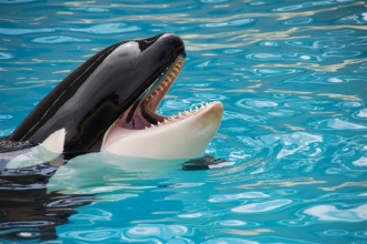 日本因“科研”去年捕杀鲸鱼333头 其中怀孕母鲸122头