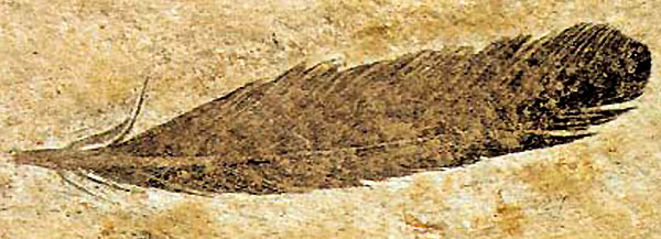 始祖鸟羽毛化石的颜色(与真实的颜色存在很大的差距)