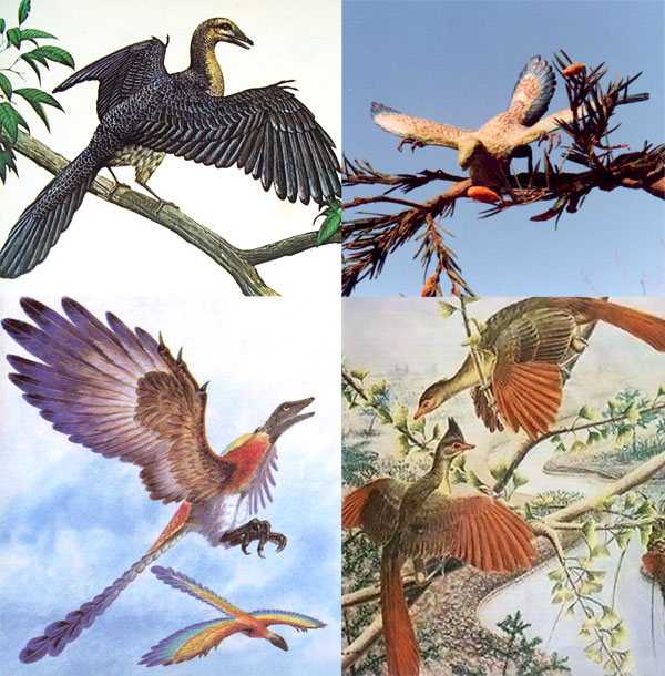由一块始祖鸟化石而复原的不同版本的始祖鸟颜色，到底哪个更接近真实？