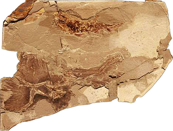 近鸟龙的化石保存