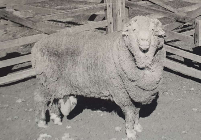 尽管冷藏已久，世界上最古老的精液仍能够使母羊怀孕