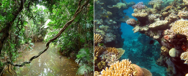 当我们争相拯救大堡礁时，地球上最古老的雨林消失了