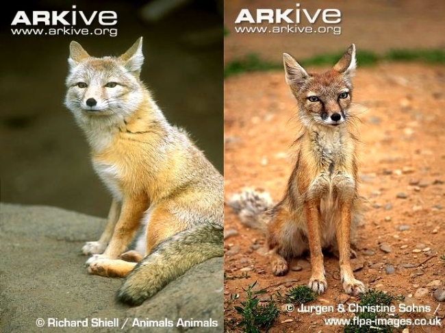 沙狐的冬毛（左图）和夏毛（右图） 来源：arkive