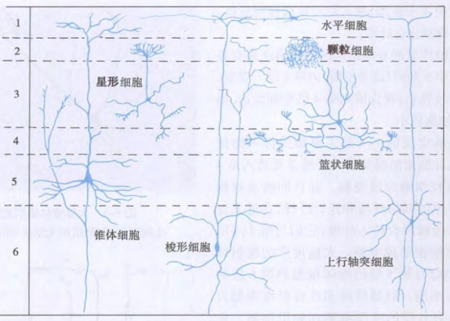 大脑皮层神经元（图片来源：《组织学与胚胎学》）