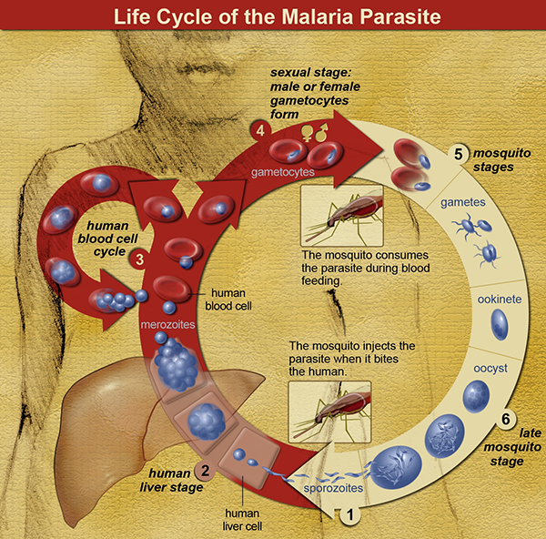 疟原虫-疟蚊-人体感染疟疾的过程（Wiki）