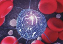 造血干细胞1.jpg