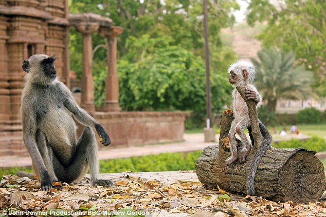 BBC利用动物机器人拍纪录片 机器人栩栩如生