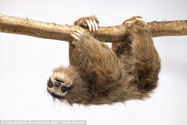 BBC利用动物机器人拍纪录片 机器人栩栩如生