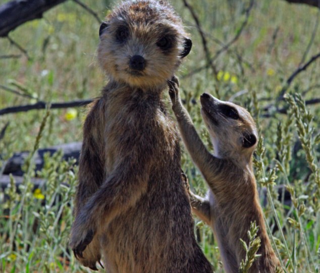 BBC利用动物机器人拍纪录片 机器人栩栩如生