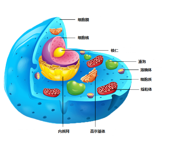 脂肪细胞结构图图片