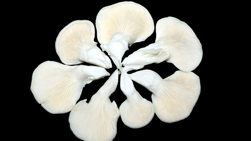 吃蘑菇真的有益健康吗?的头图