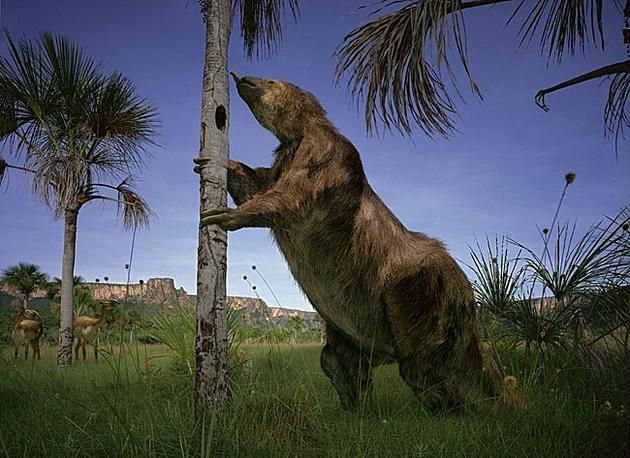 三趾树懒的祖先——美洲大地懒(Megatherium americanum)
