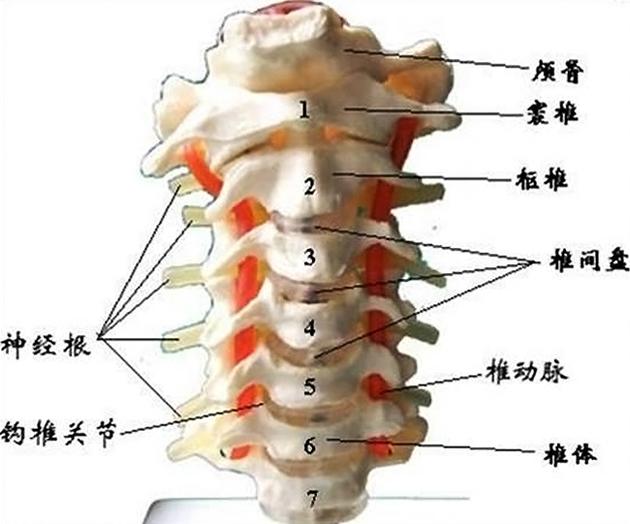 七颈椎结构