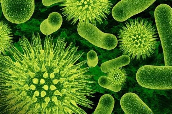 世卫组织公布了对人类威胁最大的三种“超级细菌