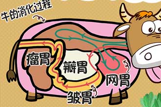 牛4个胃的图片简笔画图片