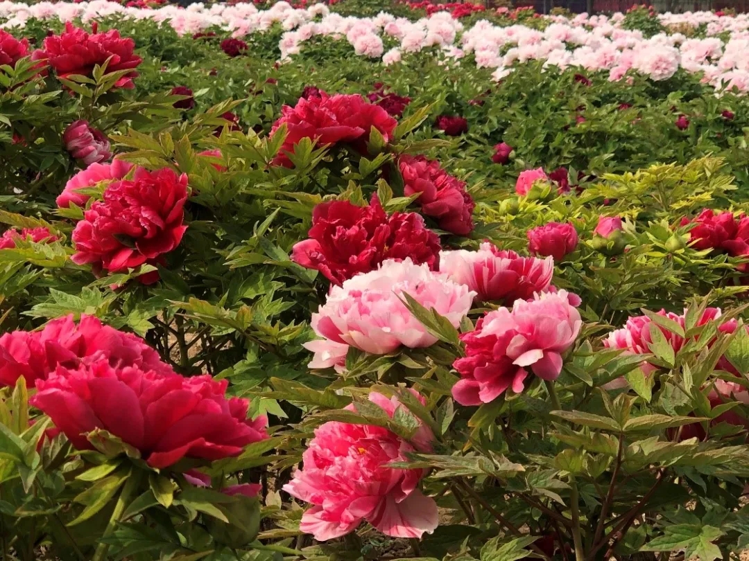 秀新啊 你能不能送我一盆牡丹花 一定要让它大年初一开 张秀新 科普中国网