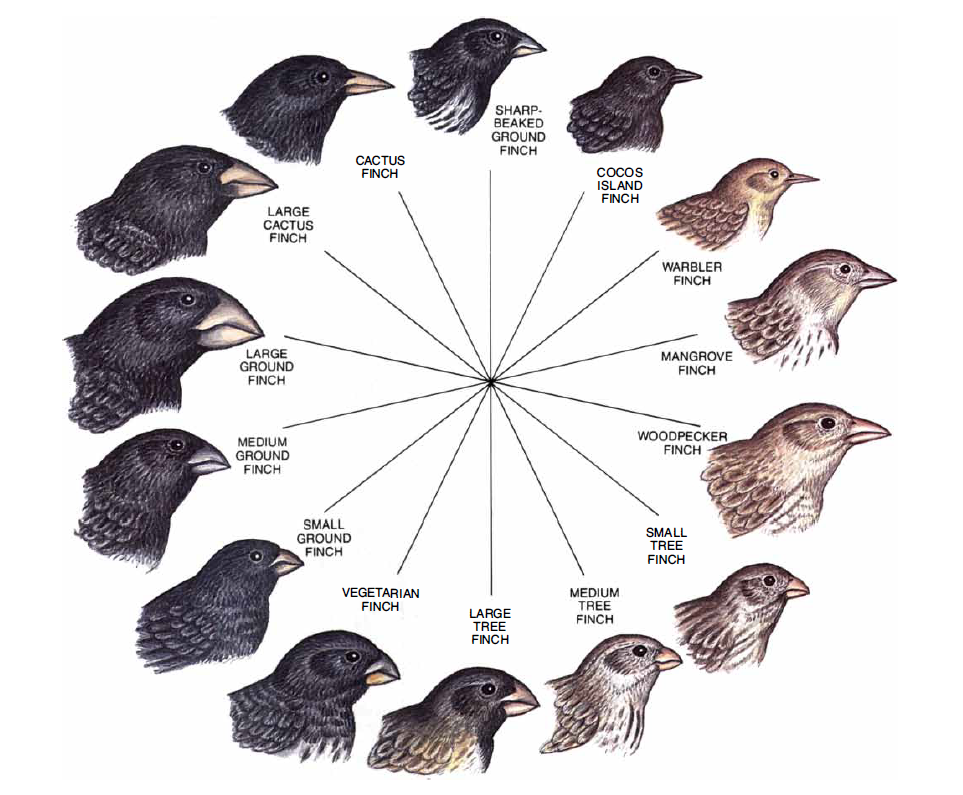 天然雀进化链图片