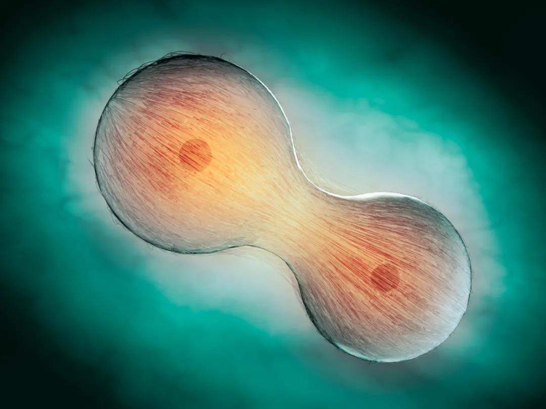 细胞图片大全及名称,单核细胞图片,常见的细胞图片_大山谷图库