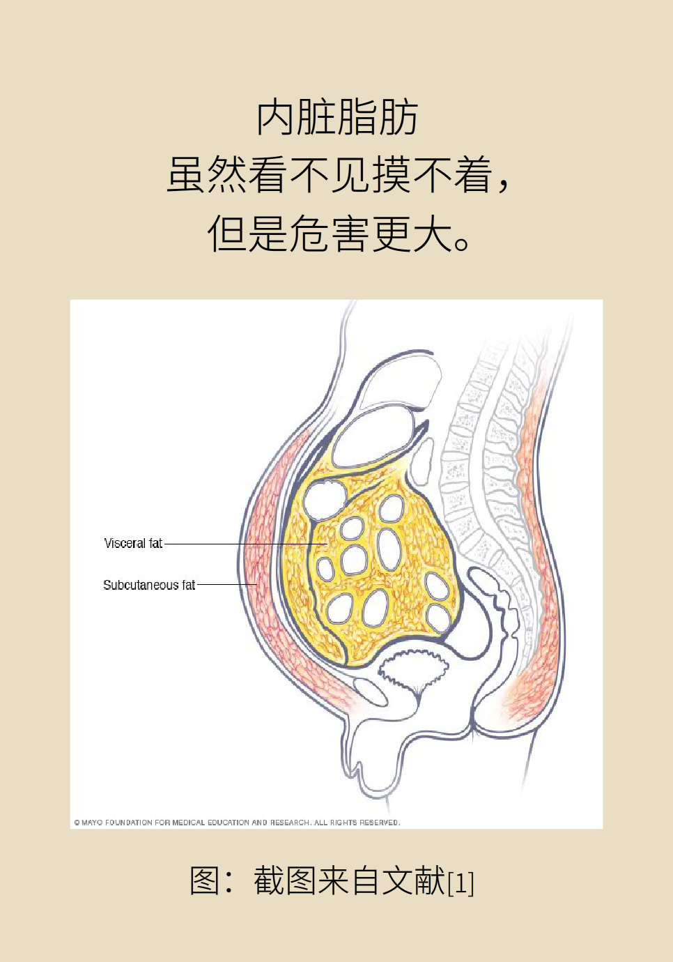 瘦肚子医学科普动漫