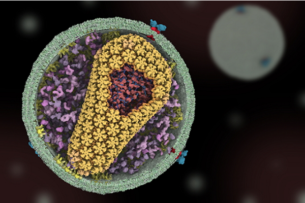 艾滋病毒是如何潜伏在细胞中的？科学家找到了答案
