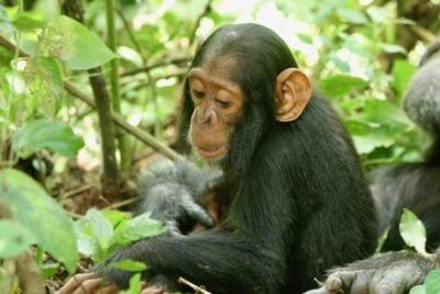 一只名为贝蒂的两岁黑猩猩因感染人类鼻病毒C型而死亡