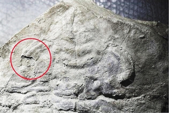 科学家发现5.3亿年前古老眼睛
