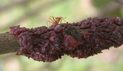 给水果打蜡、饮料着色,还会“唱歌”?9-responsive 给水果打蜡、饮料着色,还会“唱歌”?9