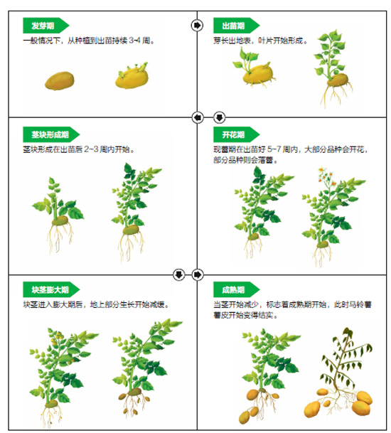 马铃薯成长日记